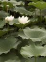 white lotus