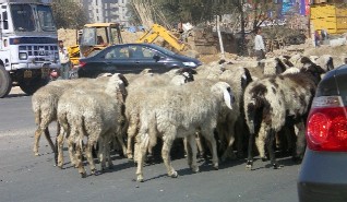 gurgaon_sheep.jpg